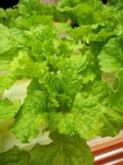 野菜工場　レタスの栽培