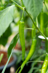 Chili peppers in the garden.