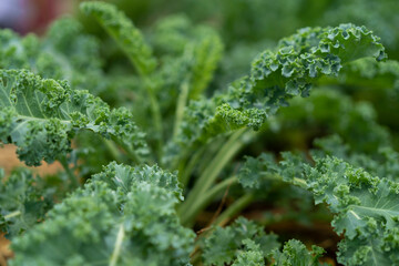Fresh green organic curly kale plant. - obrazy, fototapety, plakaty