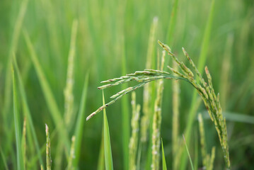 Natural background of green rice fields, organic farms, and agriculture in Thailand.