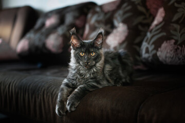 Black kitten breed Meikun at sofa home rests. Cute strict charming pet black kitten meikun. Maine...