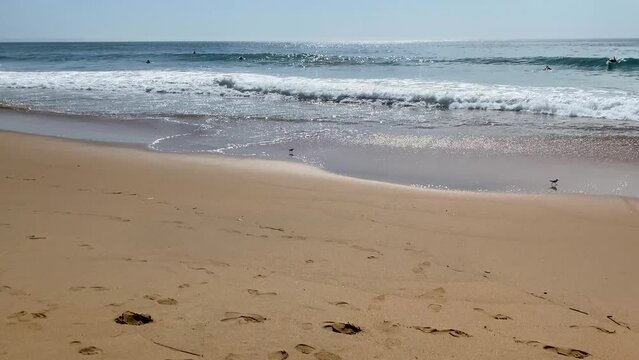 Two birds walk on an empty beach near the sea waves, birds on the beach near the sea in Cascais, Portugal.