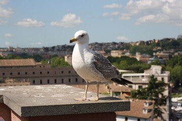 Gull