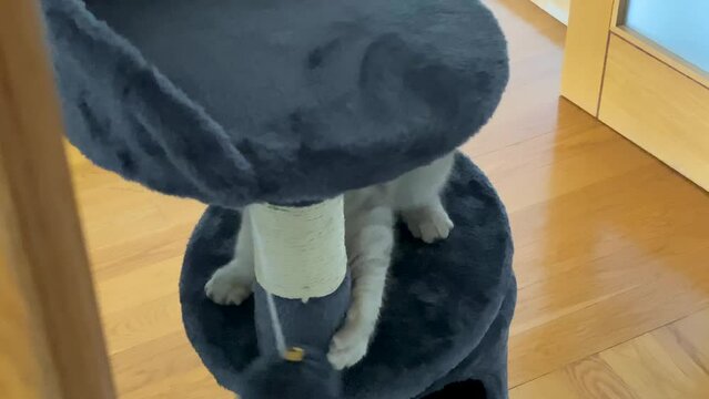 silver Persian cat playing ball on cat tree