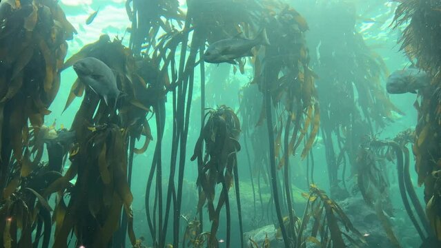 Kelp forest tank with galjoen and other silver fish swimming between the seaweed