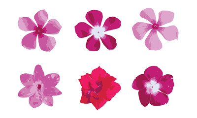 Pink red set of flowers on white background, flowers set