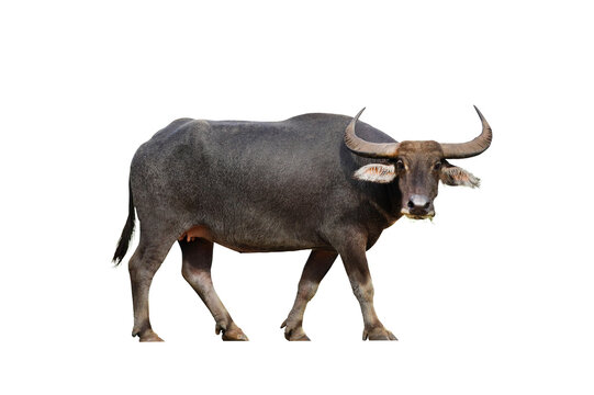 River buffalo isolated on transparent background.