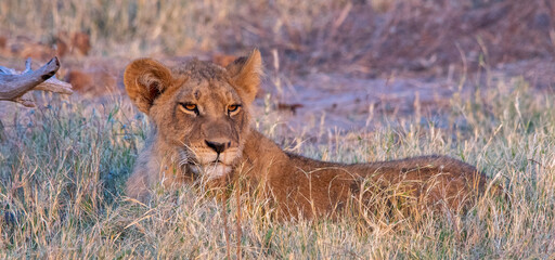 Juvenile African lion lies lazily in the early morning sun
