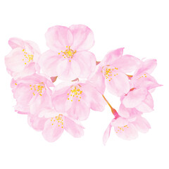 桜の花の水彩風イラスト