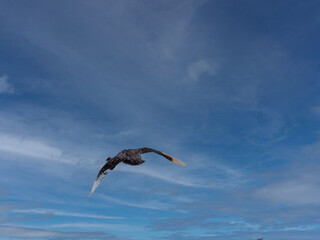Black Swan Leaving