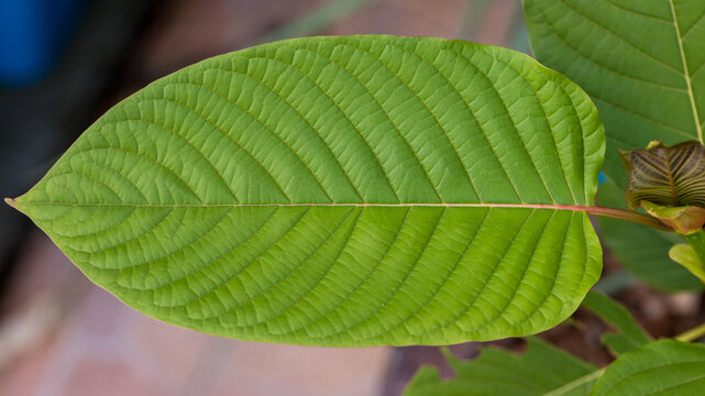 Kratom is scientifically known as Mitragyna speciosa (Korth.) Havil.   kratom a drug from plant to a category in thailand. Nature green leaf background