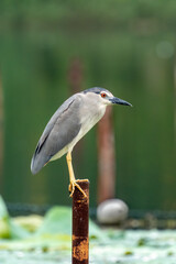 Beautiful standing Black-crowned Night-Heron (Nycticorax nycticorax)