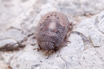 Greater streaked shield bug, Odontoscelis sp posed on a rock under the sun