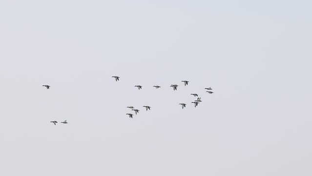 ducks flying through the winter sky slow motion