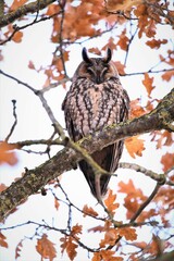 Long eared owl in an oak tree
