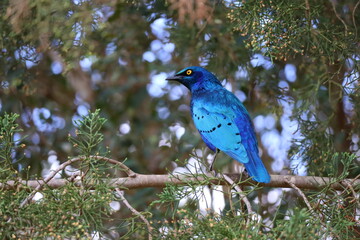 blue jay on branch
