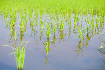Obraz premium Rice sprouts in the paddy rice field