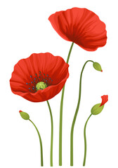 Obraz premium Red poppies isolated on white