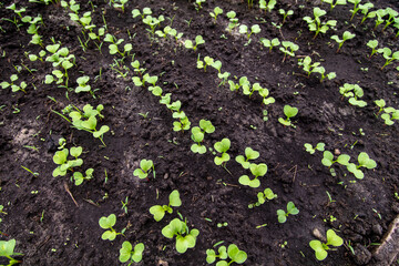 Radish sprouts break through the ground in spring.