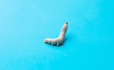 White silkworm on blue background