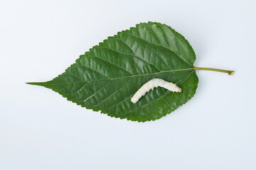 One silkworm eating mulberry leaf