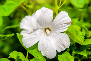 Obraz na płótnie Canvas white lavater flowers close-up
