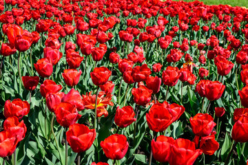 Many delicate vivid red tulips in full bloom in a sunny spring garden, beautiful outdoor floral background photographed with soft focus