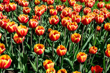 Many delicate vivid red and yellow tulips in full bloom in a sunny spring garden, beautiful outdoor floral background photographed with soft focus