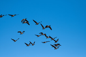 flock of geese