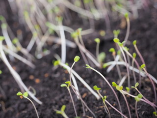 young seedlings of arugula in the ground