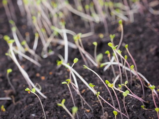young seedlings of arugula in the ground