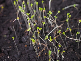 young seedlings of arugula in the ground