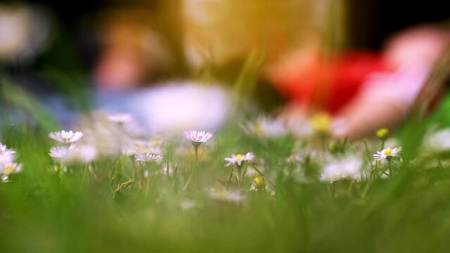 blurred image of some plants and flowers in the foreground and we see in the background an attractive blonde girl taking a nap lying in the sun on the path of so many flowers etc. during a sunny day