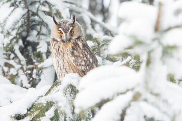 owl on a snow-covered tree