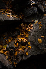 autumn leaves on the rocks