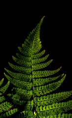 fern leaf