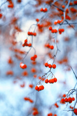 Winter atmospheric landscape with frost-covered dry plants during snowfall. Winter Christmas background