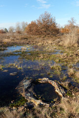 Pond and heathers in the hill of Coquibus. Fontainebleau forest