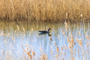 Greylag goose swimming in a lake with reeds