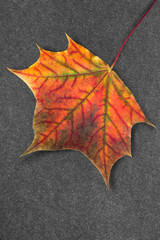 Colorful maple leaf on black