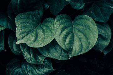 Obraz premium tropical leaves, abstract color on dark green texture, nature background
