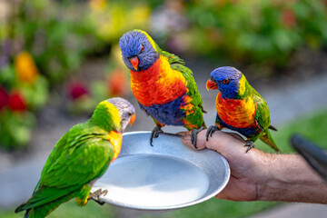 Colourful lorikeets feeding on the plate