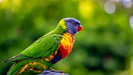 Colourful lorikeets sitting on the person's head
