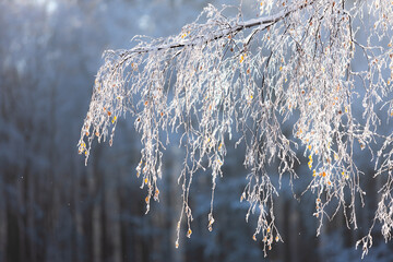 Polska zima w lesie podczas wschodu i zachodu słońca z zaśnieżonymi drzewami, krzewami, błękitem nieba i leśnymi  drużkami. - obrazy, fototapety, plakaty