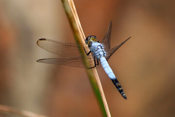 Blue dragonfly on a branch