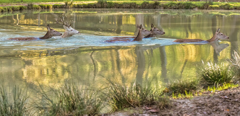 Fototapeta na wymiar Wild deer family crossing a pond in the forest