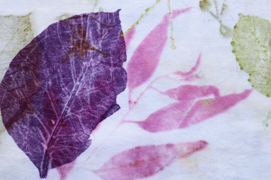 Texture pattern of pink, violet and green leaf  from eco print process. Colorful Eco-printing on white fabric background.  