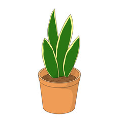 illustration of sansevieria flower in pot. This image is suitable for design ornaments.