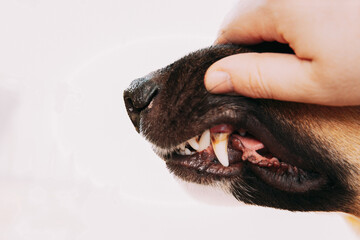 Mongrel dog teeth with cavities close up. checking dog teeth. Care of dog teeth close-up. Open dog...