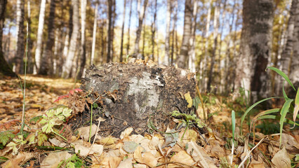 An old stump in the birch autumn forest. Yellow-orange leaves are lying. Birch grove. Tall tree trunks. Green blades of grass. Long shadows. A sunny day. Beautiful landscape. Kazakhstan, Almaty